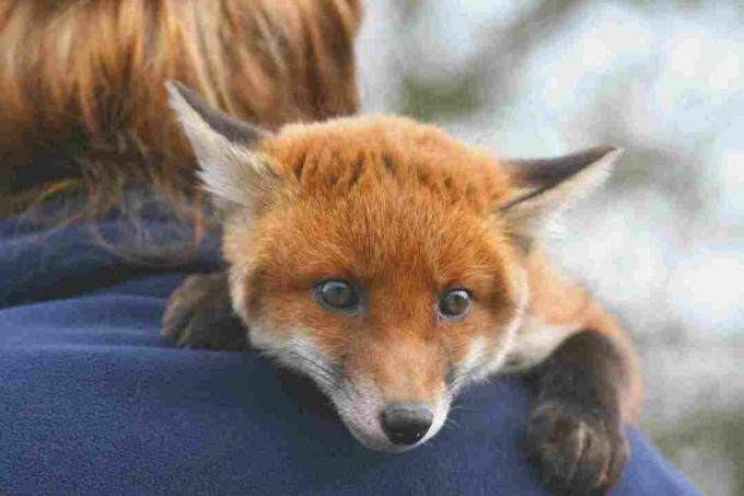 Lišky červené jsou běžnější mazlíčci než lišky polární.