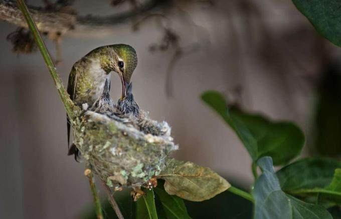 Kolibřík Ruby-Throated krmící dvě děti v hnízdě.