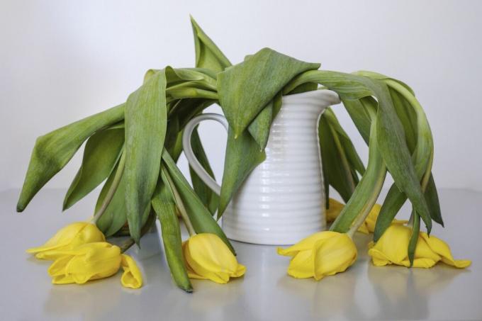 Zvadlé žluté tulipány