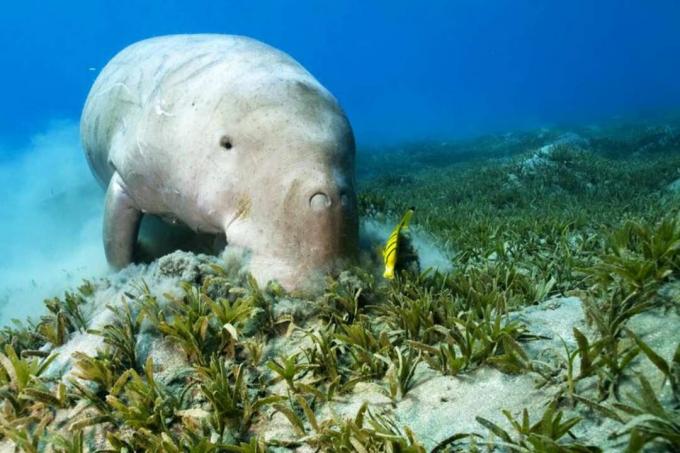 Dugong a čistší ryby na mořských řasách.