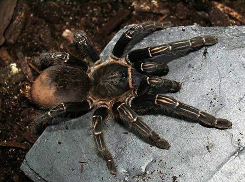 Tarantule kostarického Zebra (Aphonopelma seemanni)