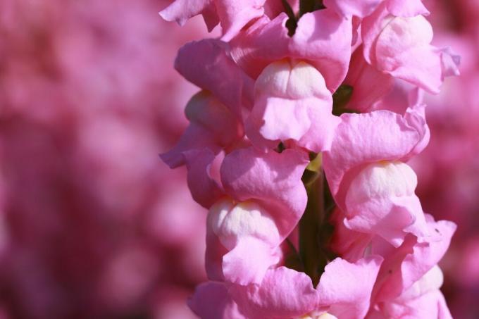 Růžové Snapdragony