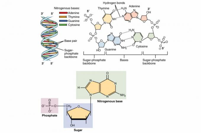 DNA