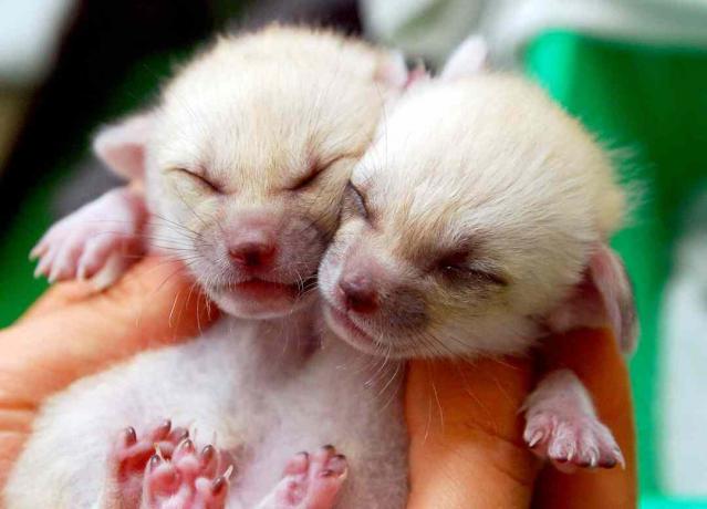 Fennec Fox Fox Kit