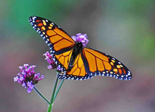 Monarchové zastavují nektar podél migrační cesty, aby na dlouhou zimu získali tělesný tuk.