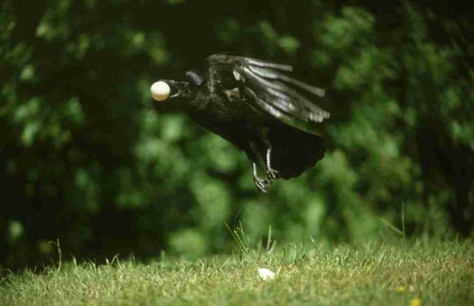 vrána létající s vejcem v ústech