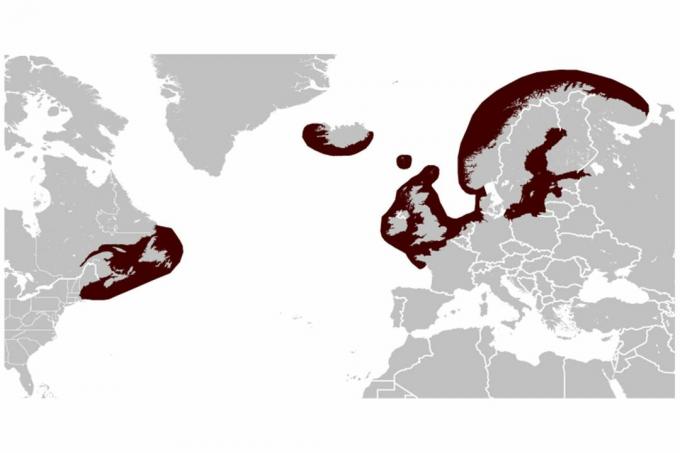 Mapa distribuce šedé těsnění